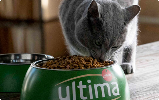 Chat non st&eacute;rilis&eacute; : digestion