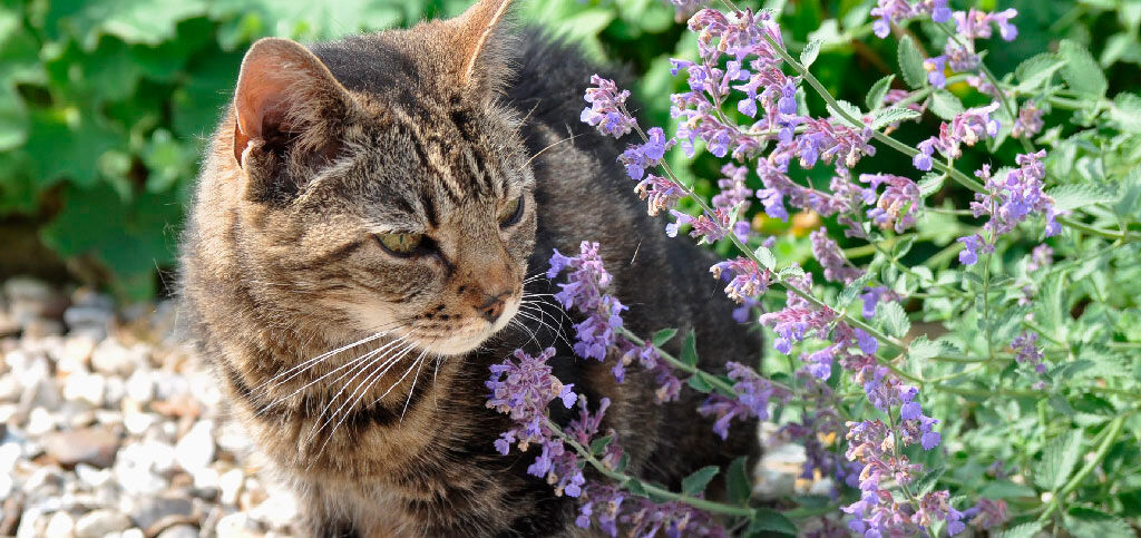 chat &agrave; c&ocirc;t&eacute; de l'herbe &agrave; chat