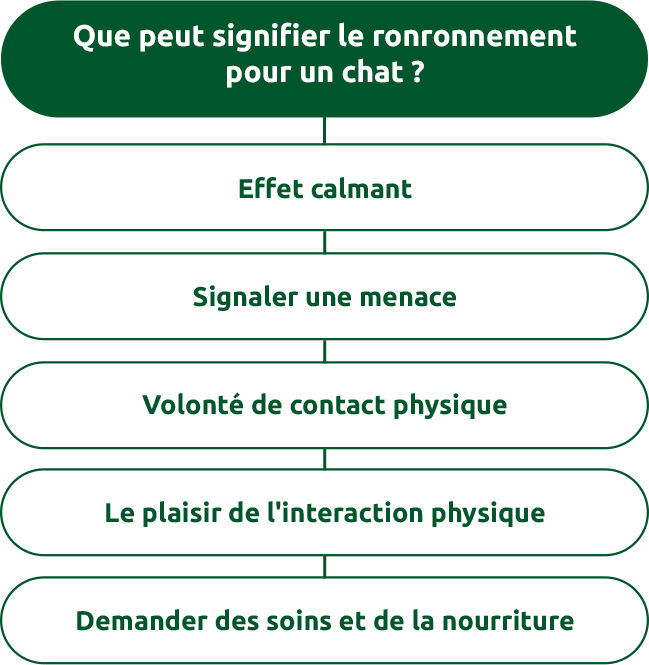 Que peut signifier le ronronnement pour un chat ?