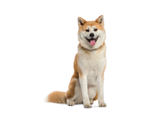 Akita inu