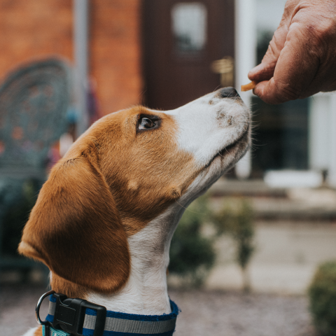 Image Link For Friandises pour petit chien : combien ?