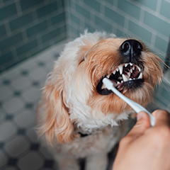 Image Link For Nettoyer les dents d&rsquo;un chien : guide