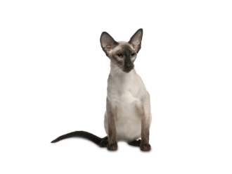 Chat balinais