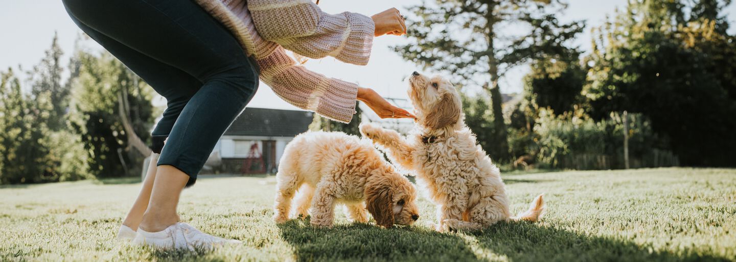 &Eacute;duquer votre petit chien avec des friandises en guise de r&eacute;compense