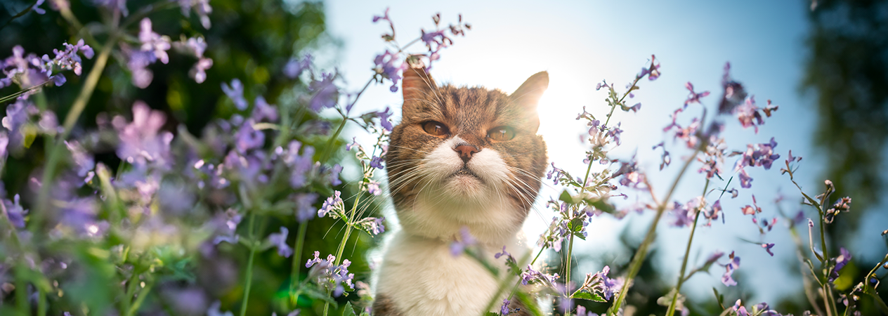 chat parmi les fleurs