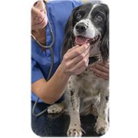 Probl&egrave;mes de sant&eacute; chez les chiens