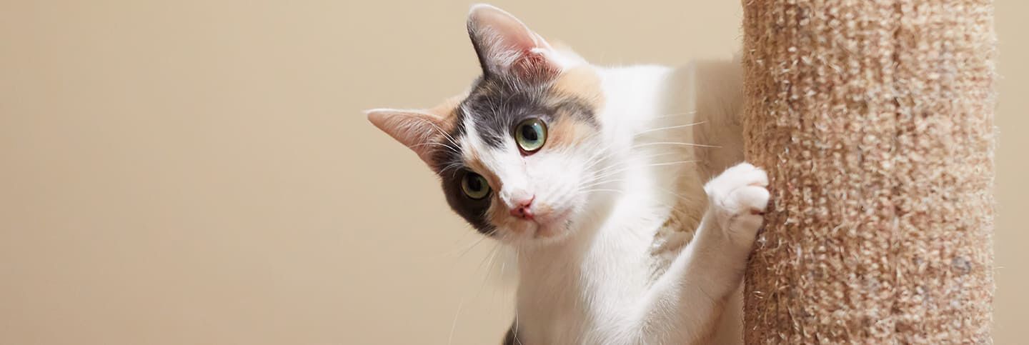 Conseils pour &eacute;viter que votre chat ne griffe vos meubles