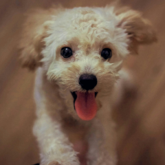 Image Link For Noms de chien en V (2024)