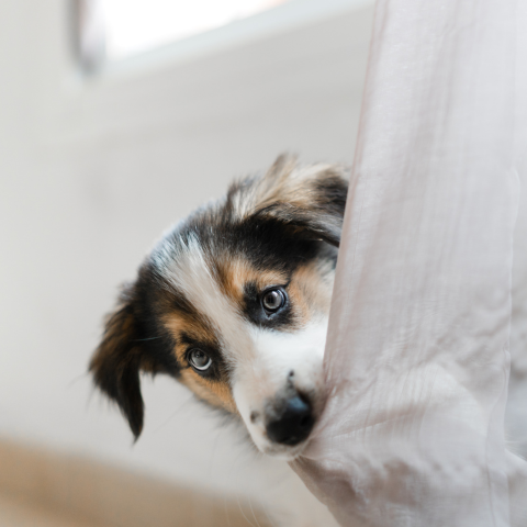Image Link For Comment bien &eacute;duquer un chiot ?