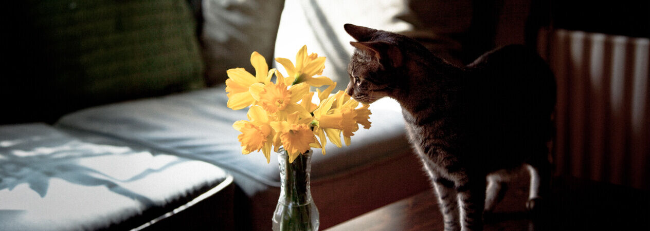 L'odorat des chats