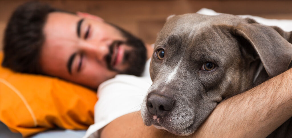 Image Link For Est-ce une bonne id&eacute;e de dormir avec son chien ? 
