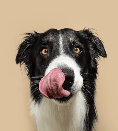 Image Link For Pourquoi mon chien ne mange pas ? Causes, solutions et conseils