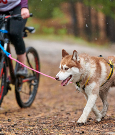 Image Link For Le bikejoring : sport canin &agrave; d&eacute;couvrir