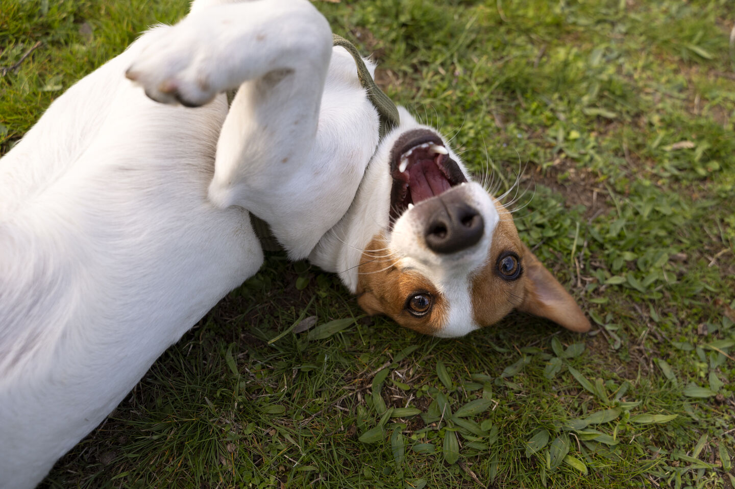 Chien heureux allong&eacute; sur l'herbe