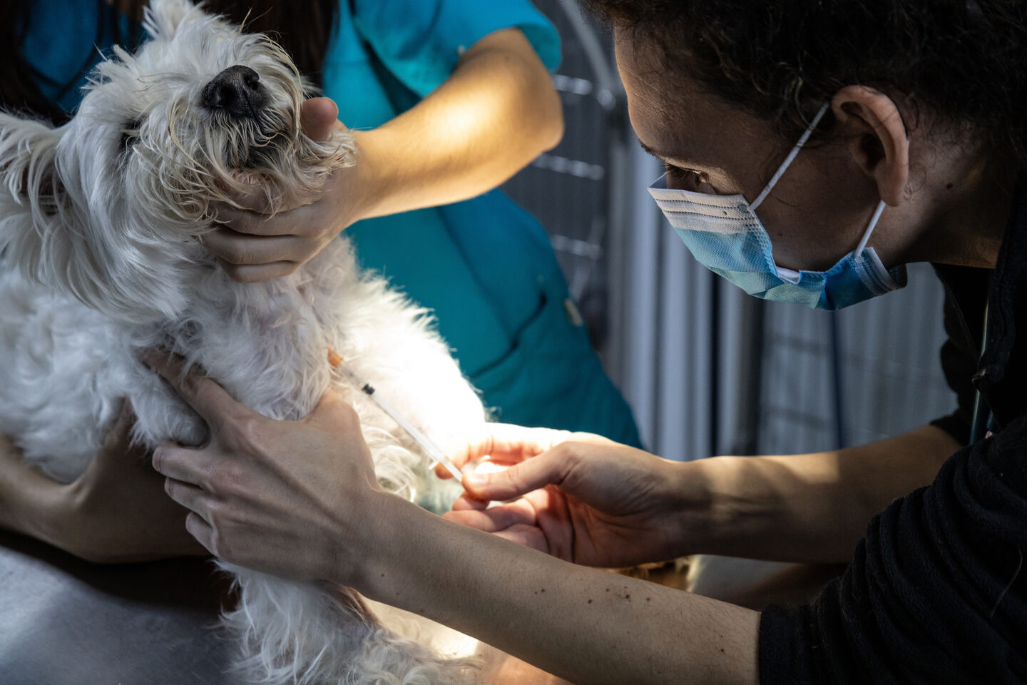 Chien soign&eacute; pour une parvovirose par un v&eacute;t&eacute;rinaire