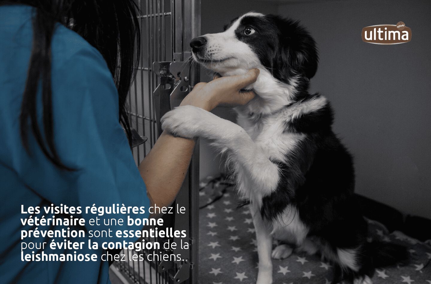 Chien tenu par une v&eacute;t&eacute;rinaire, regardant droit devant lui.  Texte sur l&rsquo;image : &laquo; Les visites r&eacute;guli&egrave;res chez le v&eacute;t&eacute;rinaire et une bonne pr&eacute;vention sont essentielles pour &eacute;viter la contagion de la leishmaniose chez les chiens. &raquo;