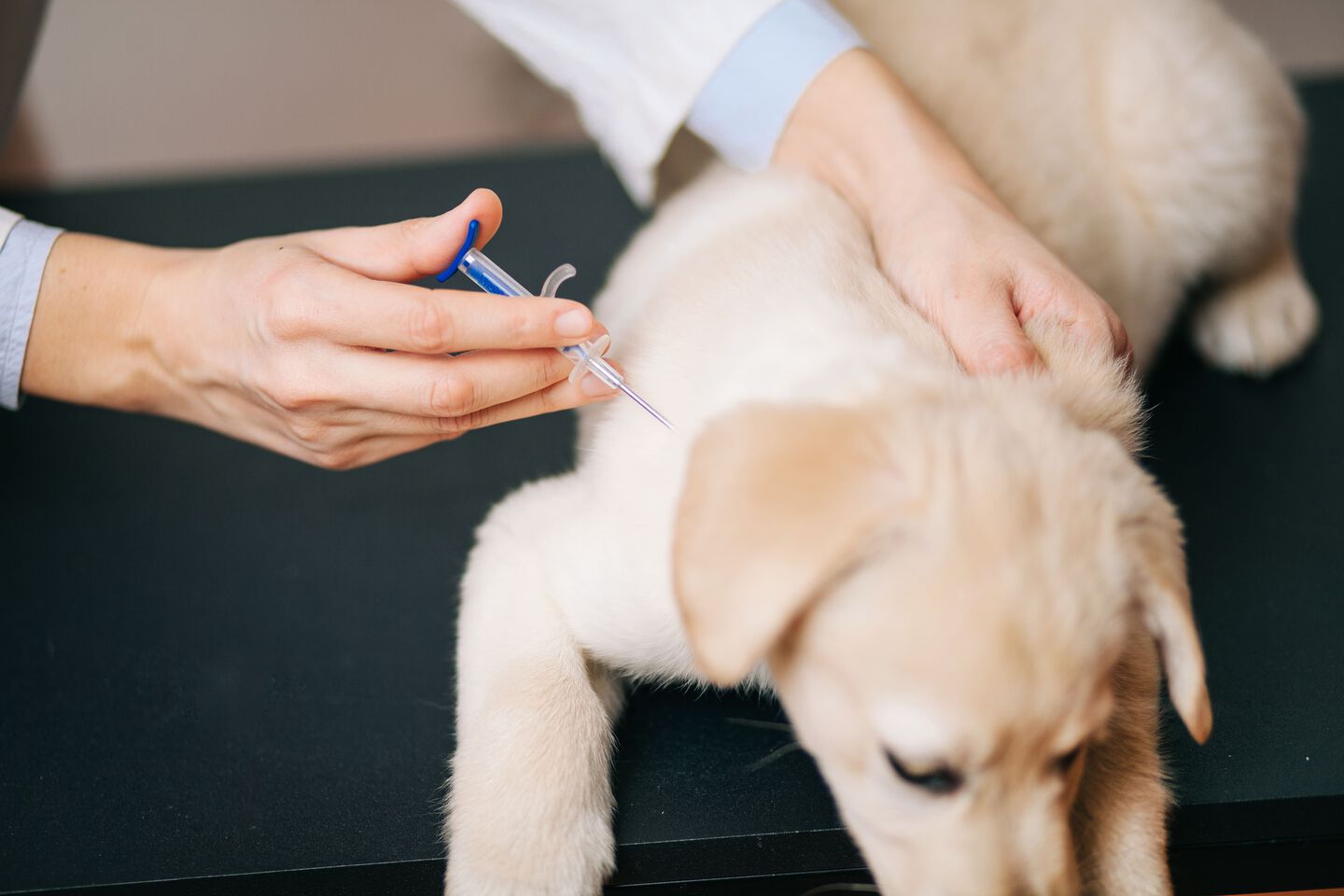 Chien en cours de vaccination