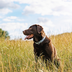 Image Link For Tiques chez les chiens : guide complet pour les pr&eacute;venir et les traiter