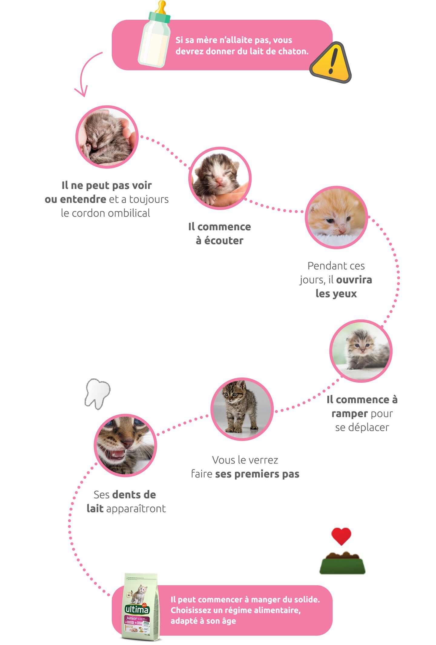 Infographie des premi&egrave;res semaines du chaton