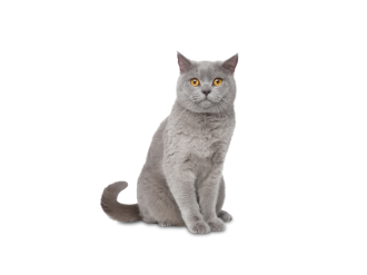 British shorthair