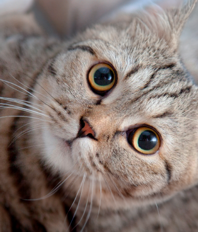 Image Link For Pourquoi mon chat se frotte &agrave; moi ?