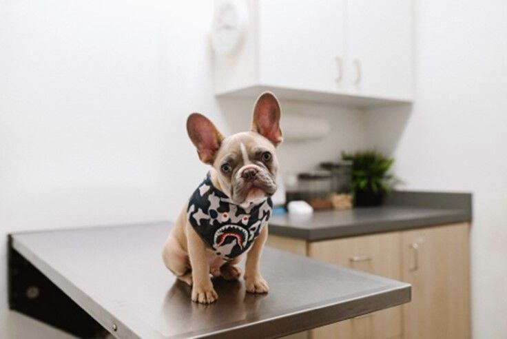 Chien chez le v&eacute;t&eacute;rinaire