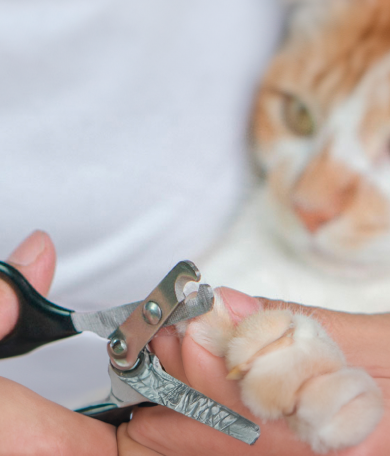 Image Link For Comment couper les griffes du chat