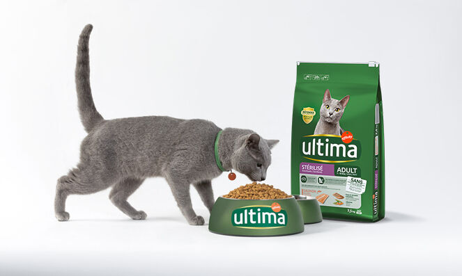 chat mangeant sa derni&egrave;re nourriture