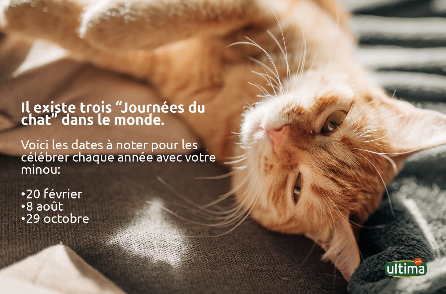 Dates Journ&eacute;e du chat