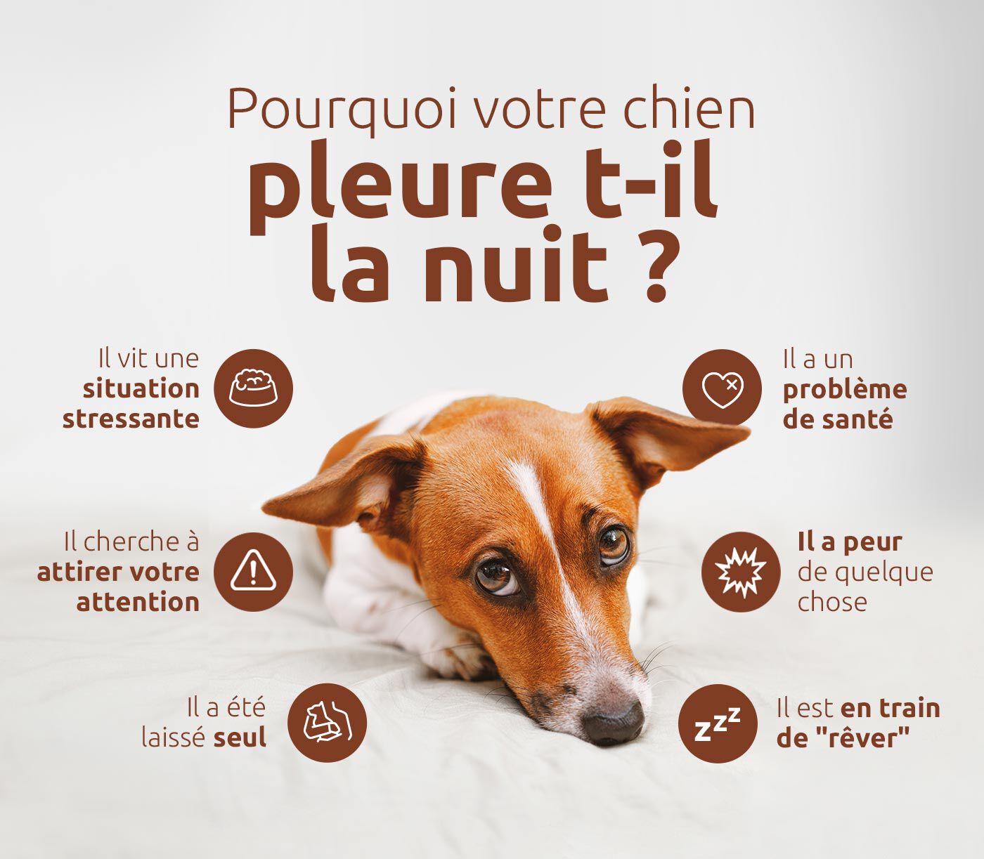 D&eacute;couvrez pourquoi votre chien pleure la nuit