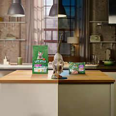 Image Link For Alimentation mixte : humide et sec pour chat
