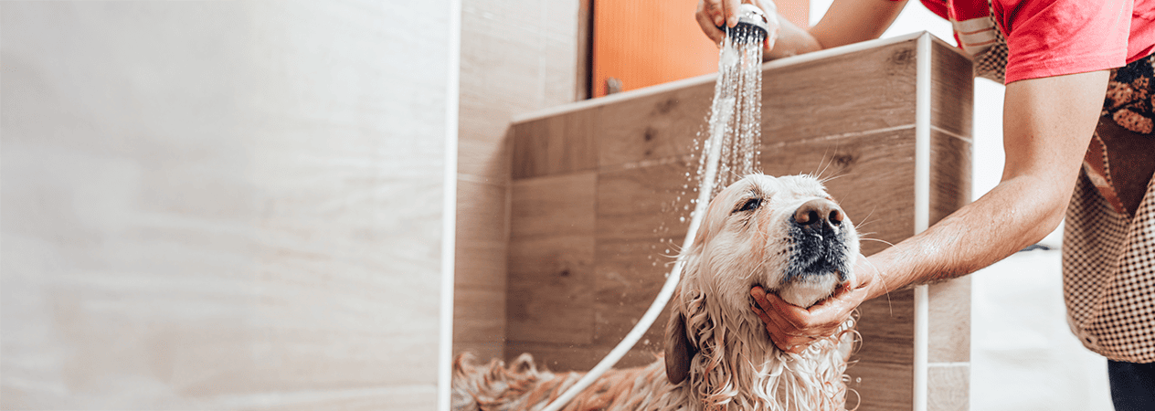 Comment baigner un chien