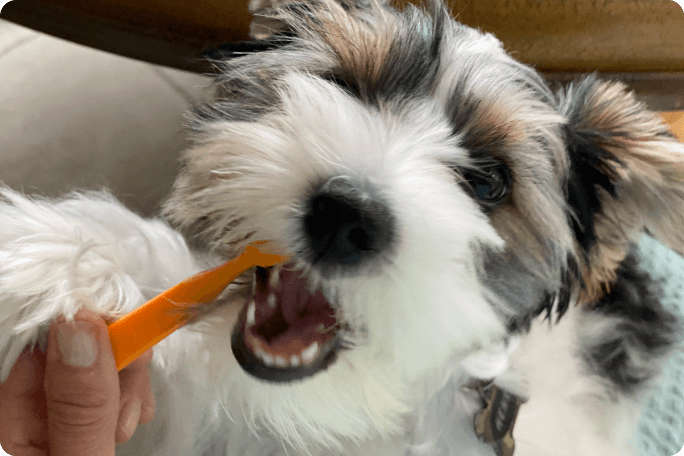 Chien se brossant les dents
