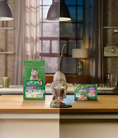 Image Link For Alimentation mixte : humide et sec pour chat