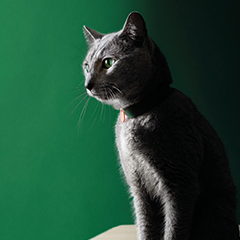 Image Link For Soins du chat st&eacute;rilis&eacute; : que surveiller