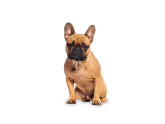 Bouledogue fran&ccedil;ais