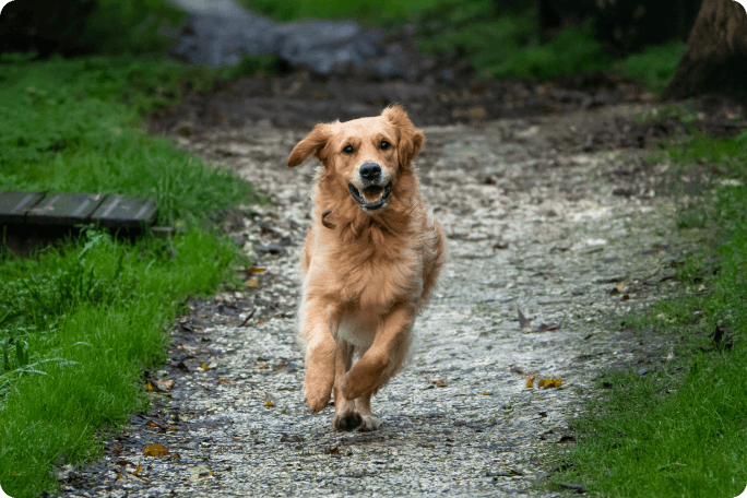 chien qui court
