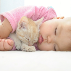 Image Link For B&eacute;b&eacute; et chaton : bien vivre ensemble