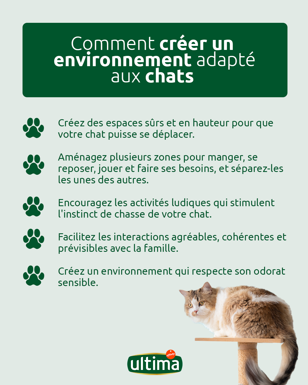 Comment cr&eacute;er un environnement respectueux des chats