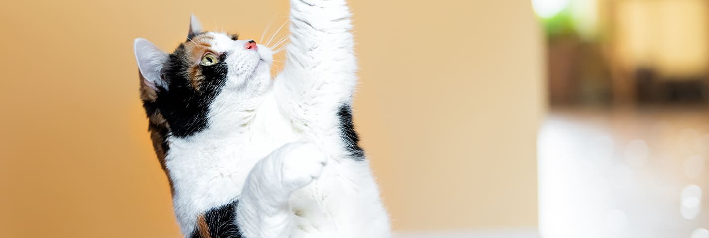 Image Link For Peut-on vraiment dresser un chat ?
