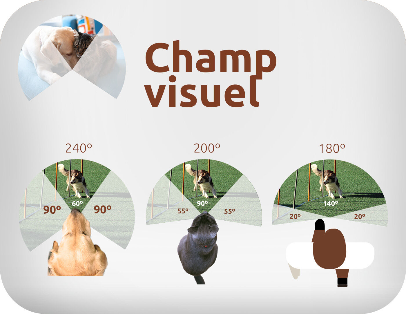 champ visuel
