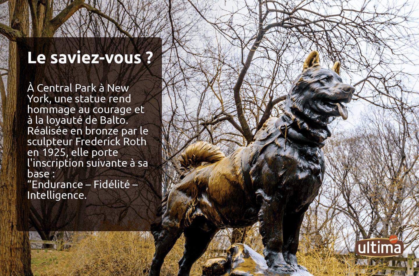 Photographie de la statue de Balto situ&eacute;e &agrave; Central Park, New York.  Texte : &laquo; Le saviez-vous ? &Agrave; Central Park &agrave; New York, une statue rend hommage au courage et &agrave; la loyaut&eacute; de Balto. R&eacute;alis&eacute;e en bronze par le sculpteur Frederick Roth en 1925, elle porte l'inscription suivante &agrave; sa base : &ldquo;Endurance &ndash; Fid&eacute;lit&eacute; &ndash; Intelligence&rdquo;. &raquo;