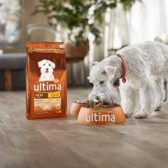 Image Link For Pr&eacute;biotiques vs probiotiques pour chiens