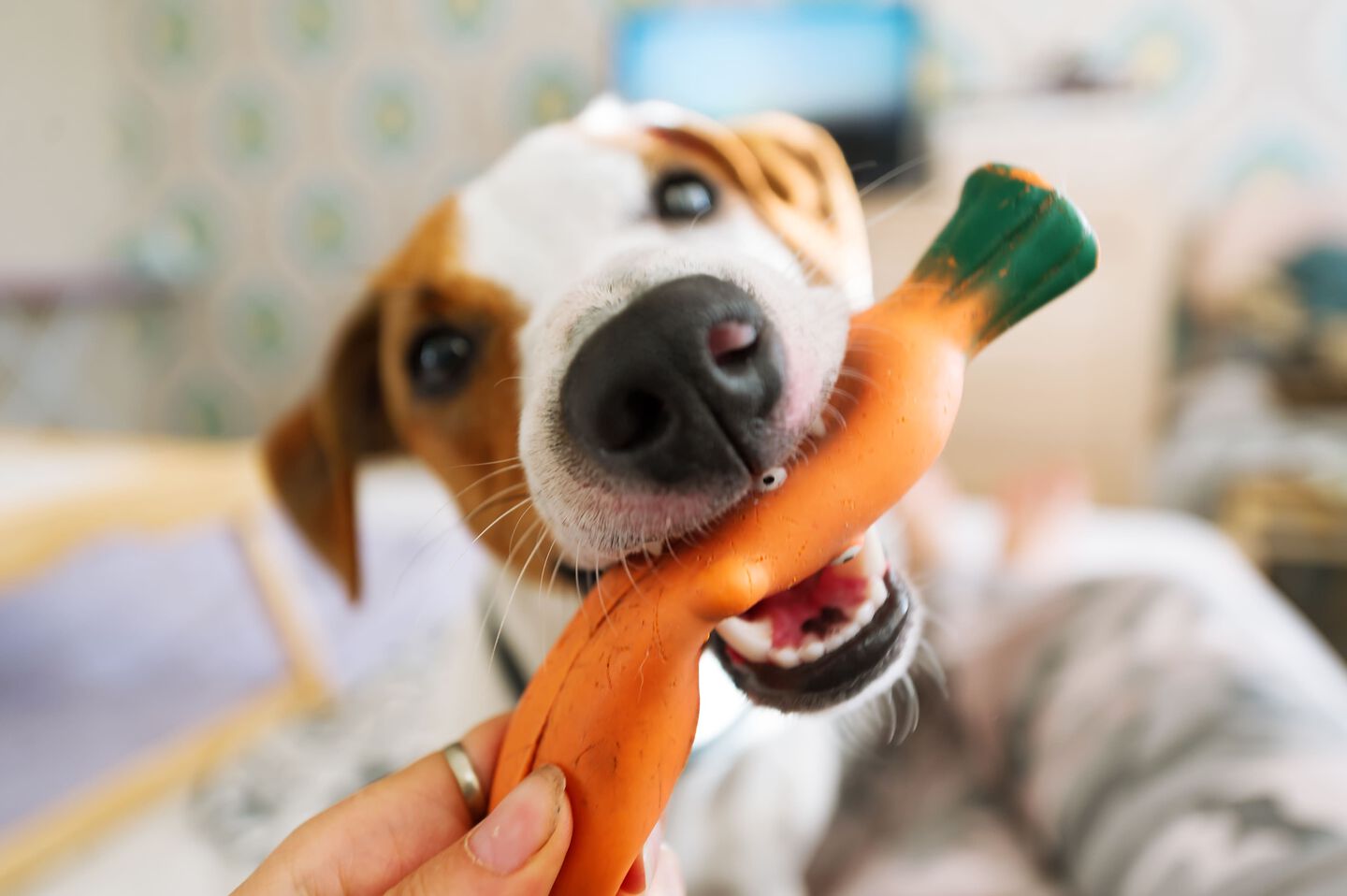 Chien mordant un jouet