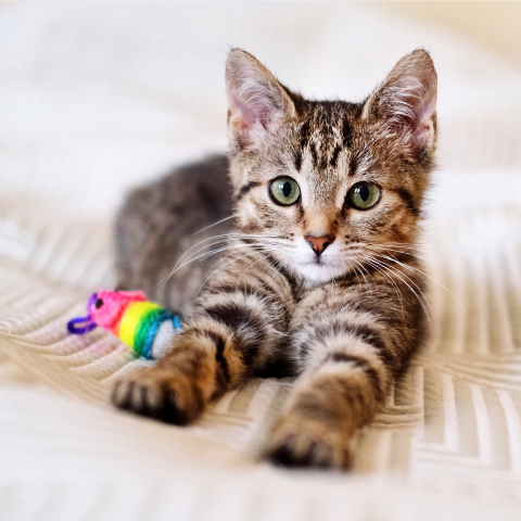 Image Link For 80 pr&eacute;noms de chat qui commencent par A