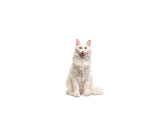 Angora turc