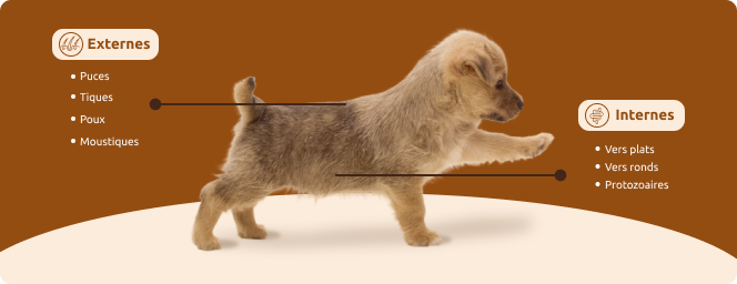 Les chiots sont expos&eacute;s &agrave; diff&eacute;rents types de parasites :