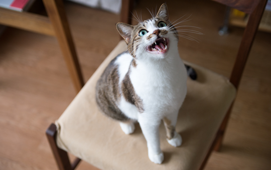 Chat qui miaule