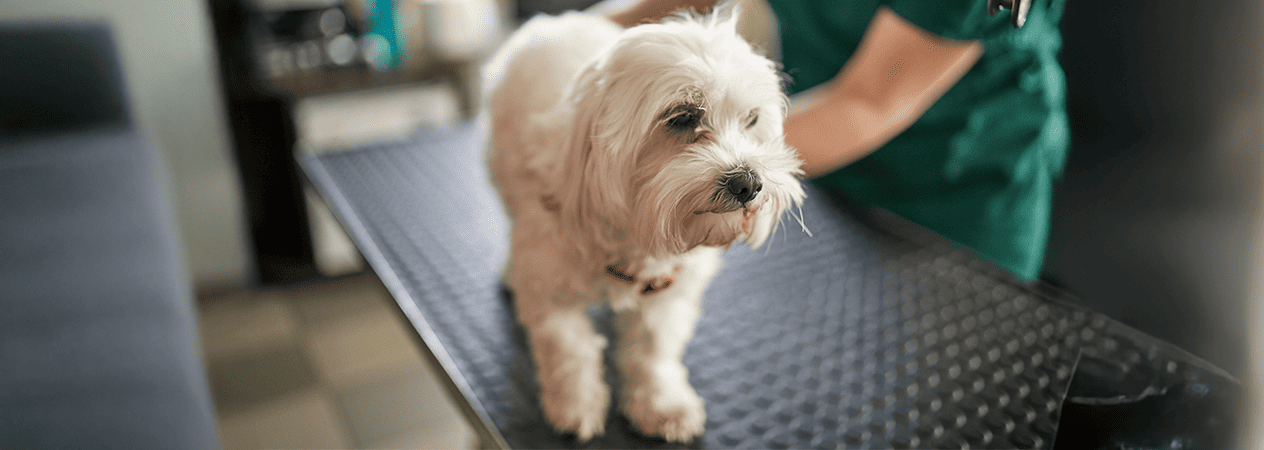 Leishmaniose chez le chien 