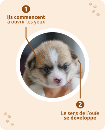 Chiot 14 jours